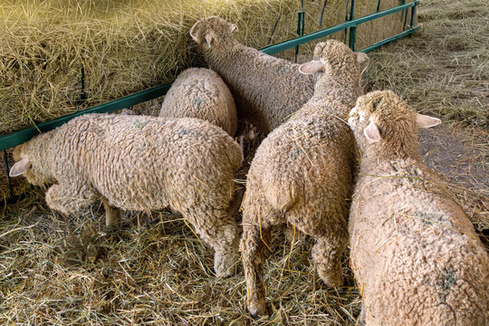 Sheep standing on dry hay grass inside agricultural farm enclosure interior