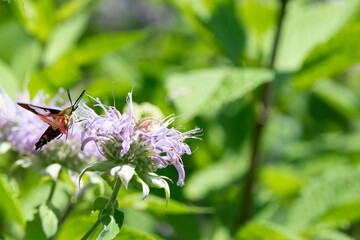 A Hemaris thysbe, Hummingbird Clearwing, hovering by a flower. © Vine.Photographic