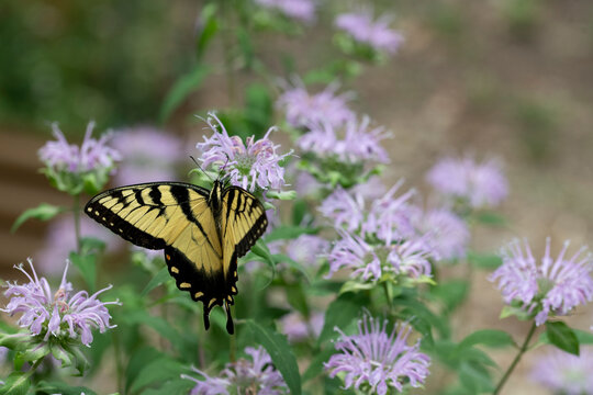 Papilio glaucus, the Eastern Tiger Swallowtail butterfly.