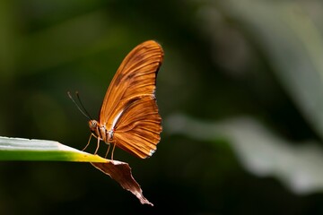 A Dryas iulia, Julia butterfly, perched on a leaf. © Vine.Photographic