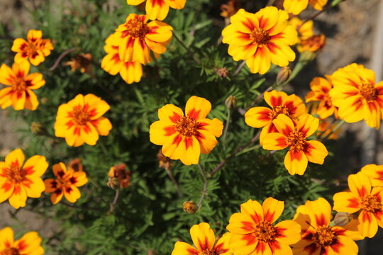 top view at a marigold plant with beautiful yellow flowers with a red heart closeup in a flower garden in summer