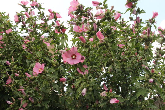 a big  blooming hibiscus plant with beautiful pink flowers closeup in a garden in summer