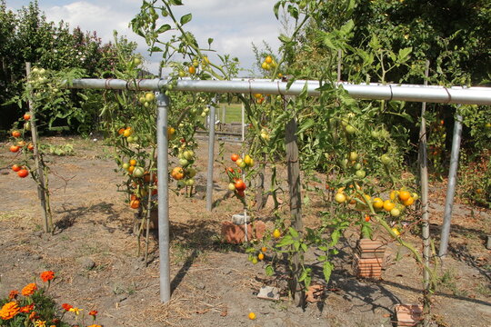 tomato plants with bunches tomatoes with tomato stakes that ripen in the sun in a biological vegetable garden in summer