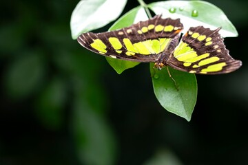 A Siproeta stelenes, Malachite butterfly, perched on a leaf. © Vine.Photographic