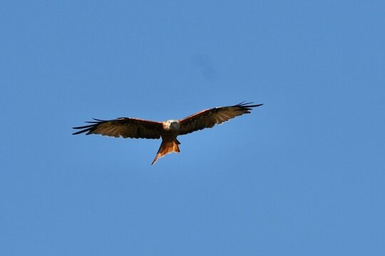 European Red Kite in Buckinghamshire