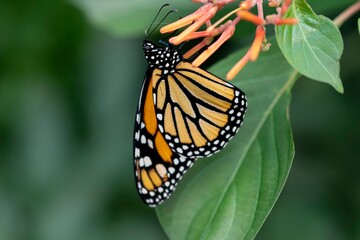 A Danaus plexippus, the Monarch butterfly, perched on a leaf. © Vine.Photographic