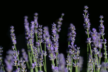 Obraz premium Lavender blooms in purple against a dark background. The flowers glow in the sun.