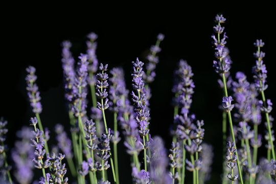 Lavender blooms in purple against a dark background. The flowers glow in the sun.