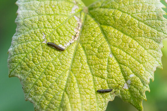 Grape Flea Bettle Larvave on a Grape Leaf