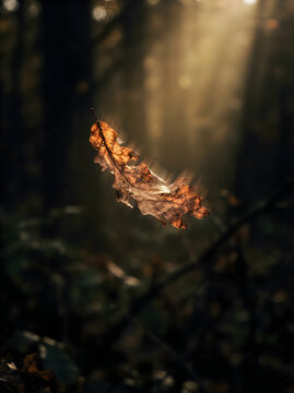 Glowing autumn leaf floating in the air through sunbeams inside a dark mystical forest with magic nature fall foliage light rays dark woods golden light sunbeams