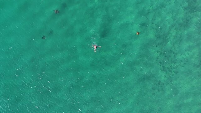 Person Swimming Near a Group of Devil Rays in Shallow Waters at Cabuyal Beach, Costa Rica