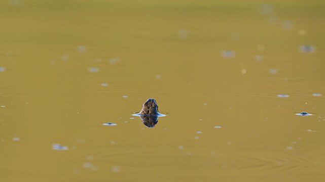 Dice Snake Swimming in Lake in Wild Nature