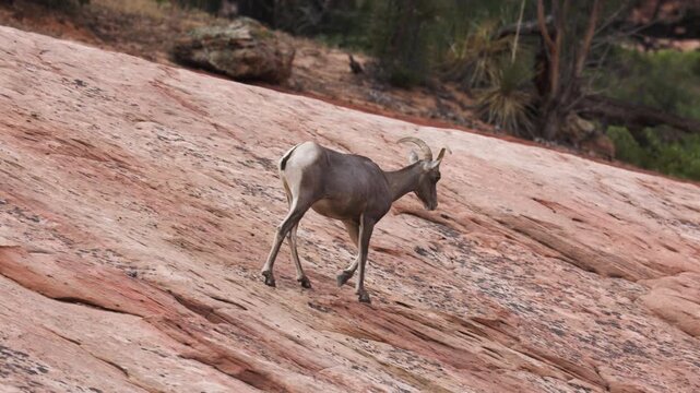 A Desert Bighorn Sheep ewe walks across the red sandstone of Zion National Park, Utah USA and pauses to look back over her shoulder for a few seconds before continuing on. 