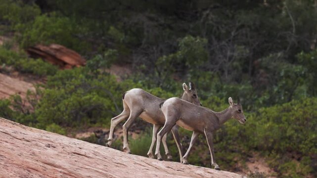 Two young Desert Bighorn Sheep stroll along a rocky ravine past manzanita bushes pine trees and yucca plants in Zion National Park Utah USA on an overcast summer day.