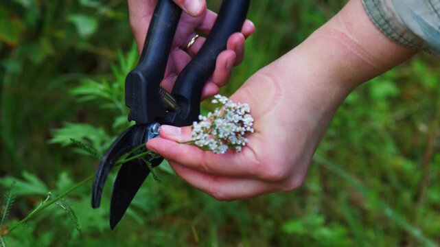 White wild yarrow flower being cut by pruning shears in female hands close-up