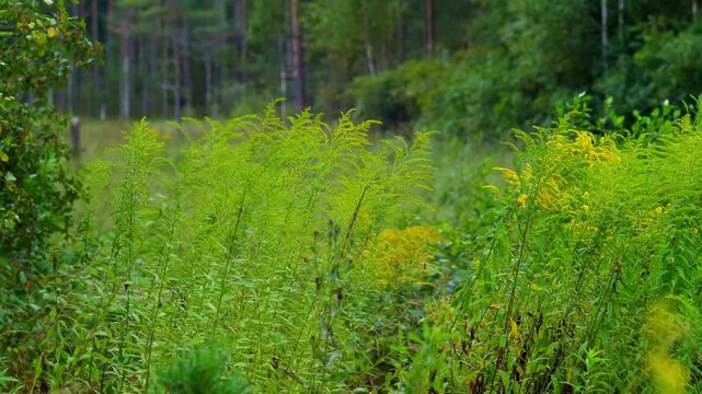 Wild yellow goldenrod plants swaying in the wind at peaceful forest clearing