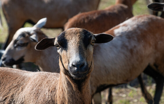 A close-up of a flock of sheep standing in a pasture. One of the sheep looks curiously at the camera.