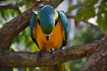 Obraz premium Vibrant Blue and Yellow Macaw Perched on Tree Branch