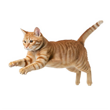 Cute ginger tabby cat jumping mid air isolated on white background