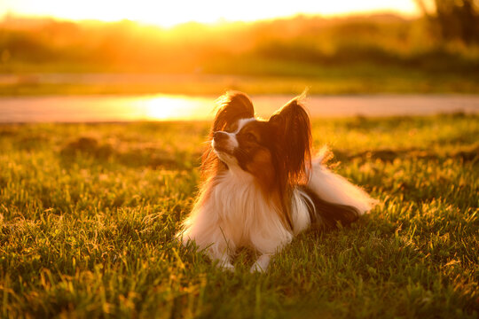 Beautiful Papillon dog resting on green grass lawn at sunset lies and looks away. Cute continental toy spaniel in warm golden hour light, adorable domestic animal companion in summer park
