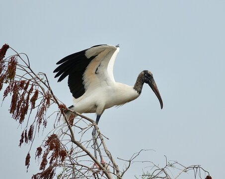 Wood Stork, Everglades National Park