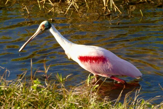 Florida Roseate Spoonbill