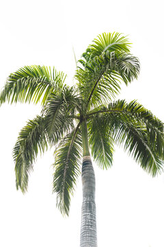 PALMERA