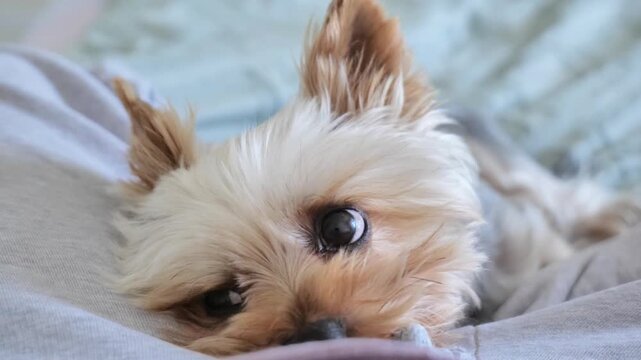 Yorkshire Terrier puppy lying on a person's legs and looking up with an affectionate expression, showing companionship and emotional connection between pet and owner
