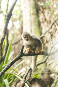 MONO EN ZOO