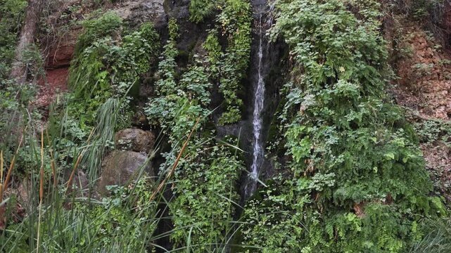 A small spring known as Menu Falls in Zion National Park Utah USA runs down a shady cliffside between ferns and moss while cattails sway in the breeze at the bottom. 
