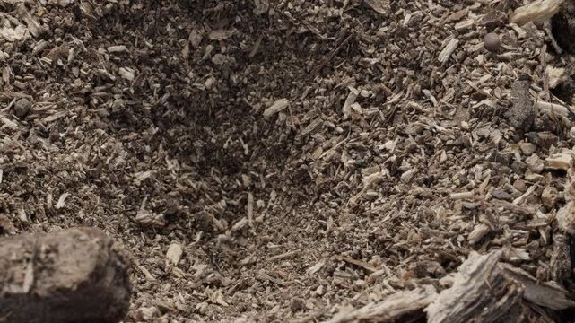 Close up of antlion attacking ant inside funnel pit trap