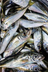 Fototapeta premium Fresh Horse Mackerel Fish Vertical Seafood Background