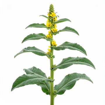 Verbascum thapsus Common Mullein isolated on white 