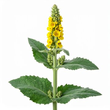Verbascum thapsus Common Mullein isolated on white 