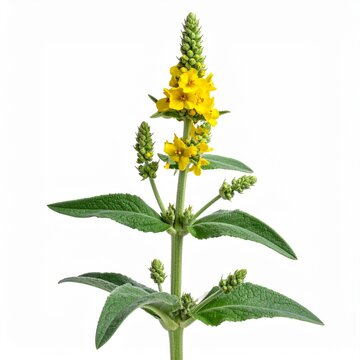 Verbascum thapsus Common Mullein isolated on white 