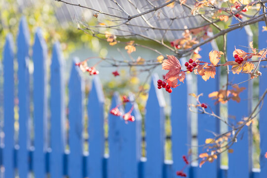Horizontal website banner of red viburnum berries against blue wooden fence