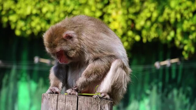 Japanese macaque sitting on a wooden post outdoors looking down against green foliage background
