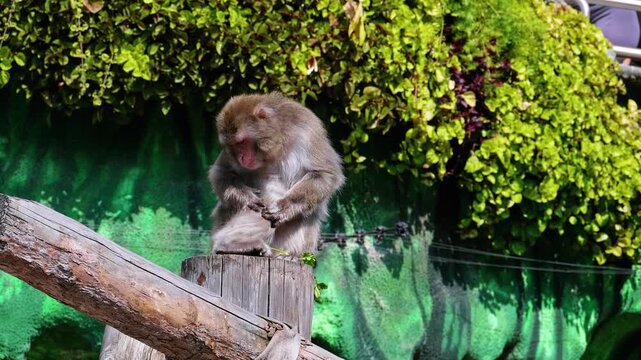 Japanese Macaque Sitting on Wooden Pole and Eating Green Leaf in Zoo