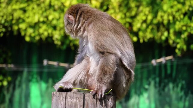 Japanese macaque sitting on wooden post looking down and playing with grass stem against green background