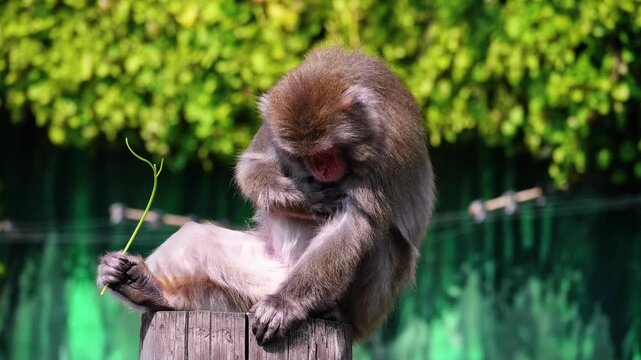 Japanese macaque sitting on a wooden post and grooming fur in sunny zoo habitat