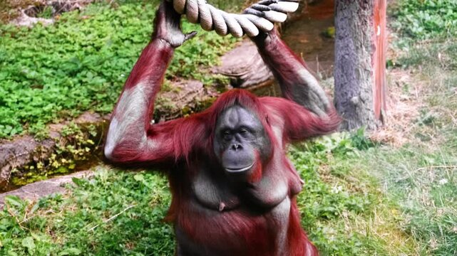 Female Orangutan Hanging on Rope Looking into Camera in Wildlife Sanctuary