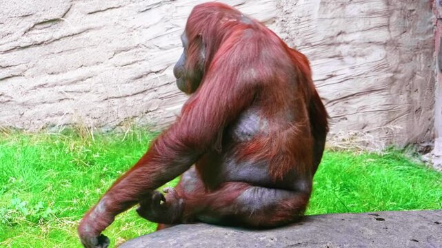 Red Orangutan Walking on Green Grass in Zoo Enclosure, Exotic Primate Wildlife Footage