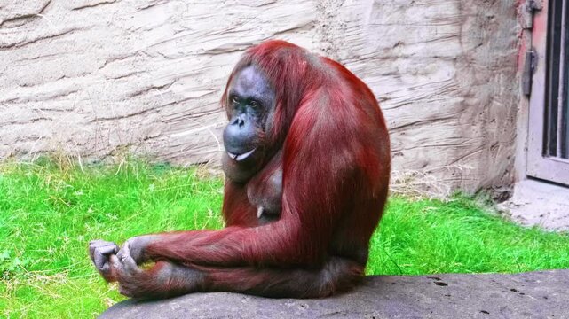 Female orangutan sitting on rock in zoo enclosure resting quietly and looking around