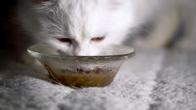 White Cat Eating Wet Food from Glass Bowl Close Up