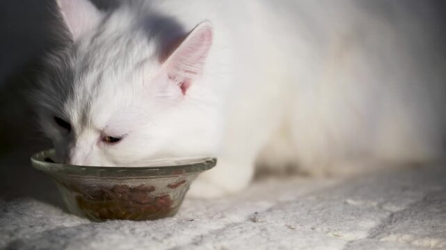 Fluffy white cat eating wet canned food from glass bowl at home close up
