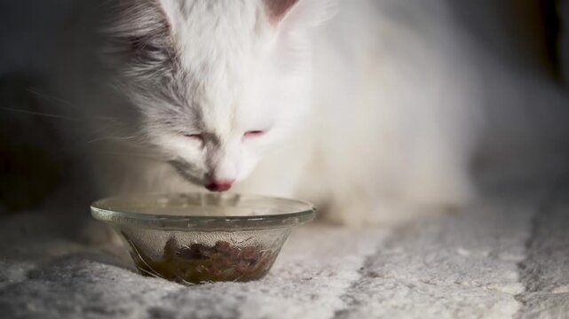 White fluffy cat eating wet canned food from a glass bowl at home close up
