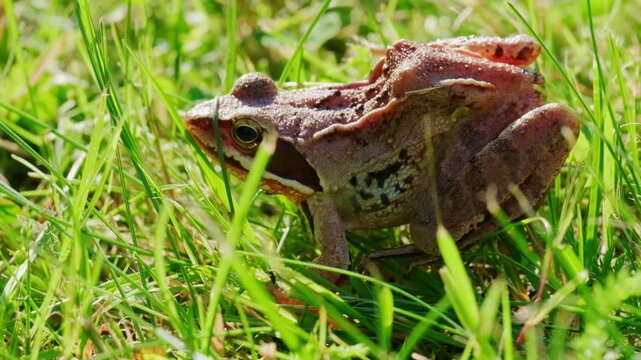 Brown frog sitting in green grass outdoors in sunny summer garden macro view