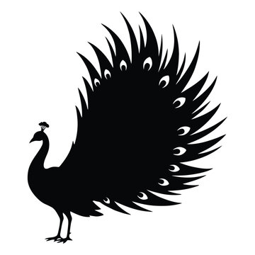 A striking peacock with fully displayed tail feathers is rendered as a silhouette