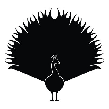 A black silhouette of a peacock with fully displayed tail feathers silhouette