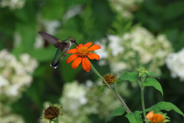 Hummingbird Hovering and Feeding at Bright Orange Flower © Christine Donnelly